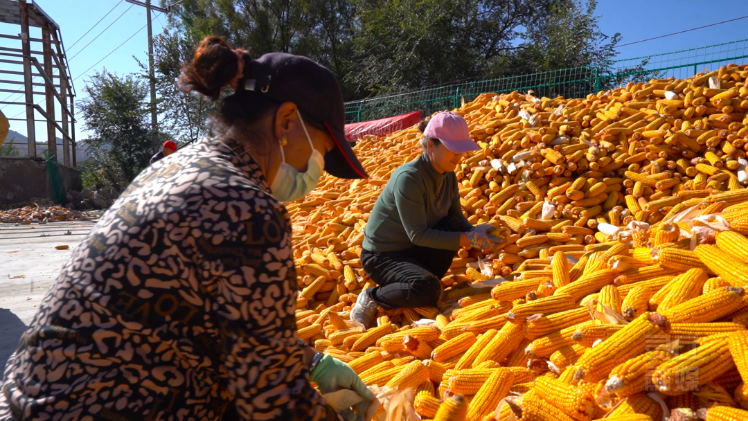 有机旱作农业“钱”景旺麻将胡了app山西大同(图1) 有机旱作农业“钱”景旺麻将胡了app山西大同(图1)