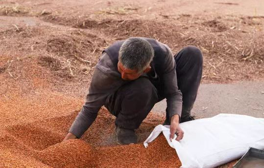 有机旱作农业“钱”景旺麻将胡了app山西大同(图2) 有机旱作农业“钱”景旺麻将胡了app山西大同(图2)