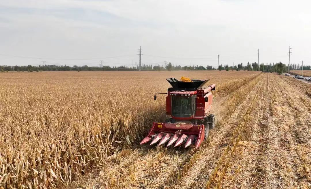 有机旱作农业“钱”景旺麻将胡了app山西大同(图4) 有机旱作农业“钱”景旺麻将胡了app山西大同(图4)
