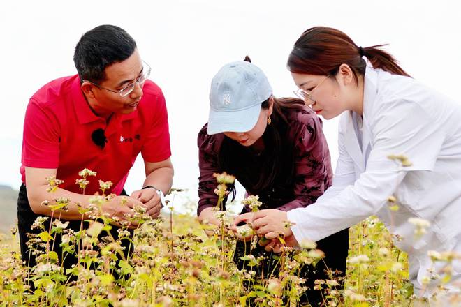 养杂粮挂面国民主食新选择麻将胡了模拟器白象五谷维(图2) 养杂粮挂面国民主食新选择麻将胡了模拟器白象五谷维(图2)