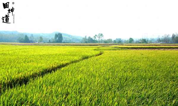 店有市场吗-谷状元八宝粥加盟多少钱PG电子麻将胡了试玩粗粮健康餐加盟(图1) 店有市场吗-谷状元八宝粥加盟多少钱PG电子麻将胡了试玩粗粮健康餐加盟(图1)