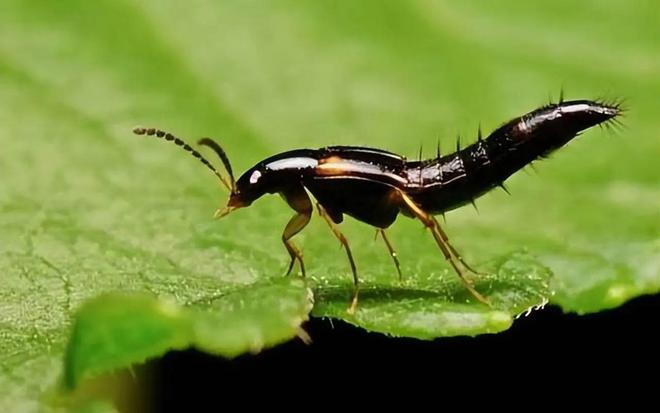 最不能做4件事:1不碰2不去3不出4不吃PG麻将胡了免费试玩模拟器明日春分牢记(图6) 最不能做4件事:1不碰2不去3不出4不吃PG麻将胡了免费试玩模拟器明日春分牢记(图6)