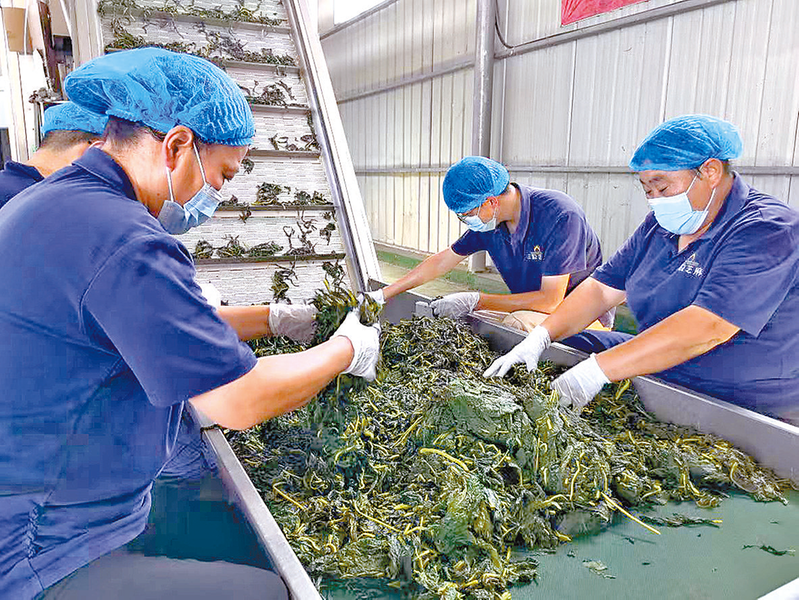 叶变“金叶子”托起村民好日子麻将胡了2试玩东皇街道 芝麻