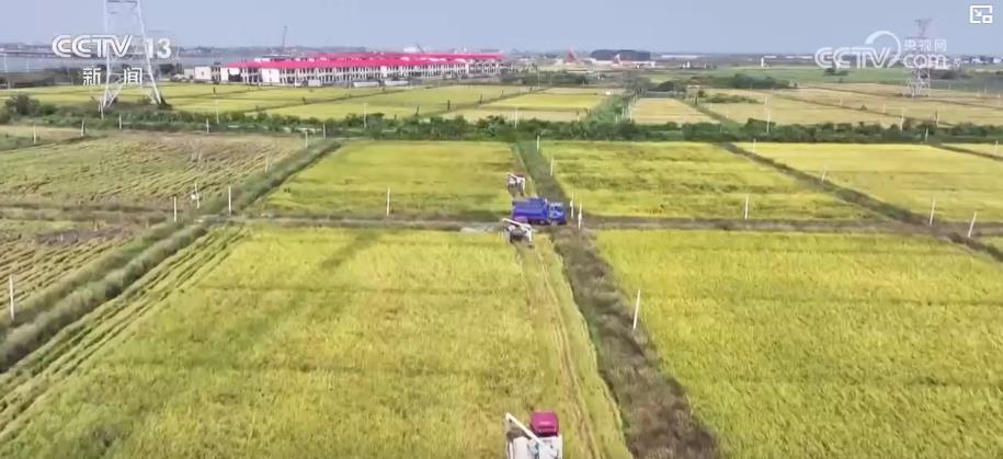 已近八成 特色轮作与多元种植模式促增产增收麻将胡了试玩金秋好“丰”景：全国秋粮收获(图3)